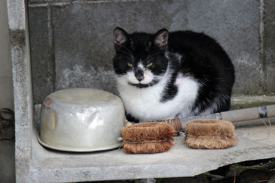 我が家のニャンコ♪14/12/22-2