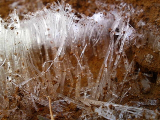 霜柱