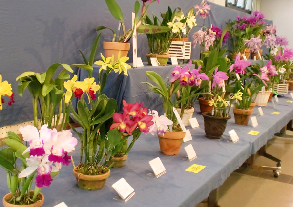 洋ラン展2.jpg