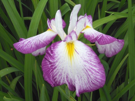 2012.7.14　宮城実家２　多賀城　あやめ園・政庁跡 (2).jpg