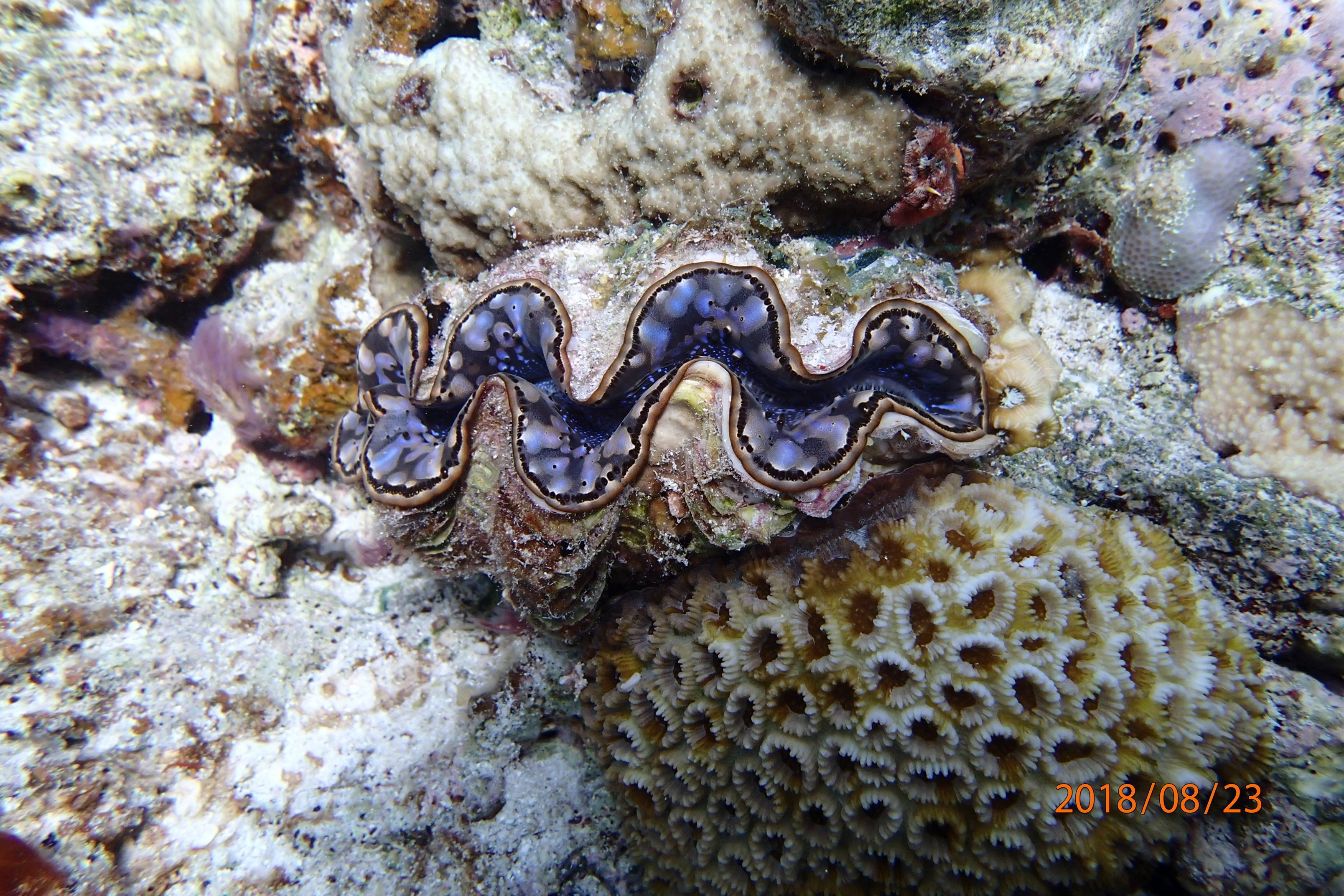 13ページ目の ダイビング イミドスのブログ 楽天ブログ