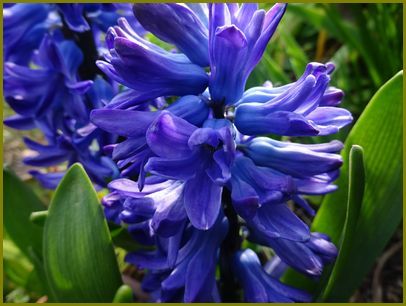 令和２年３月25日 ヒヤシンス香り仄かに自己主張 花の歳時記 天南星の魅力 山野草 楽天ブログ