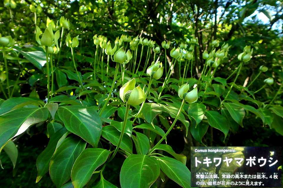 蕾から花 花から実へ フェイジョア トキワヤマボウシ サンシュユ レモン ほか 半田山植物園 楽天版じぶん更新日記 楽天ブログ