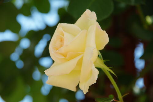 谷津バラ園のバラの花