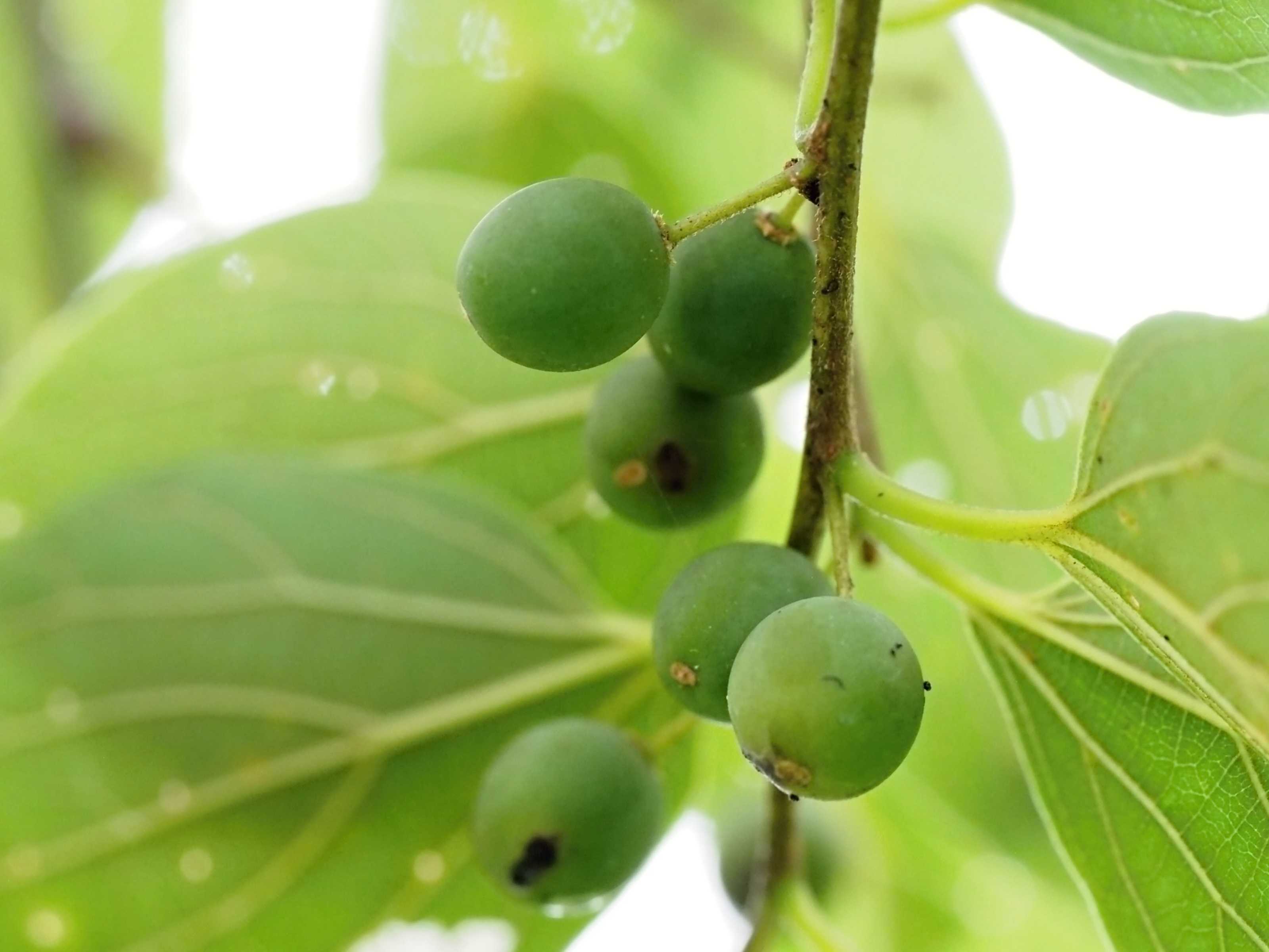 実 Pixel Graffiti 楽天ブログ