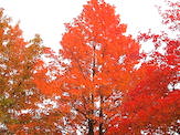 紅葉２.JPG