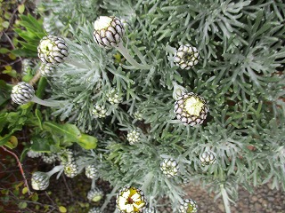 IMG_9501ss.jpg
