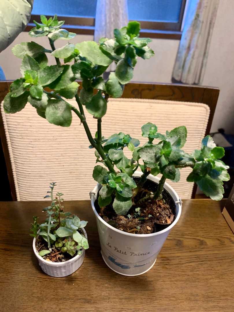 多肉植物】 レア 希少 カランコエ 仙人の扇 観葉植物