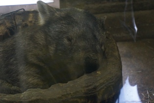 ウィンバット