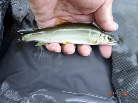 16.5cm.jpg