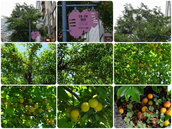 街路樹の梅の木に梅の実 こっぱんの日記 楽天ブログ