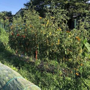 大玉トマト桃太郎 異常発生 なんじゃ こりゃ ちょろ松の家庭菜園奮闘記 楽天ブログ