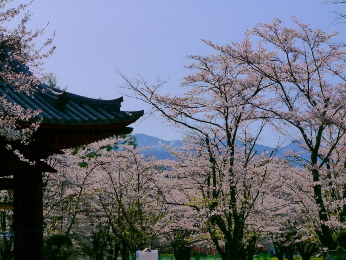 蓼科山聖光寺 桜まつり 創業大正十五年 蓼科 親湯温泉 楽天ブログ 新着情報 楽天ブログ