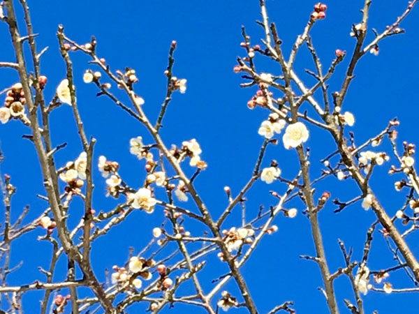 梅の花20160220-2.jpg