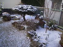 ゆき