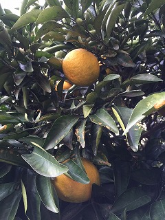 s-IMG_5069.jpg