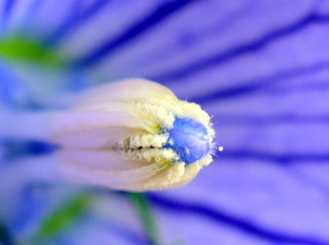 花の芯