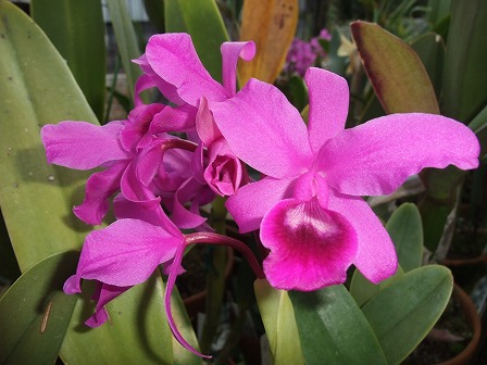 C. bowringiana 'Black Prince' HCC/AOS 20121020