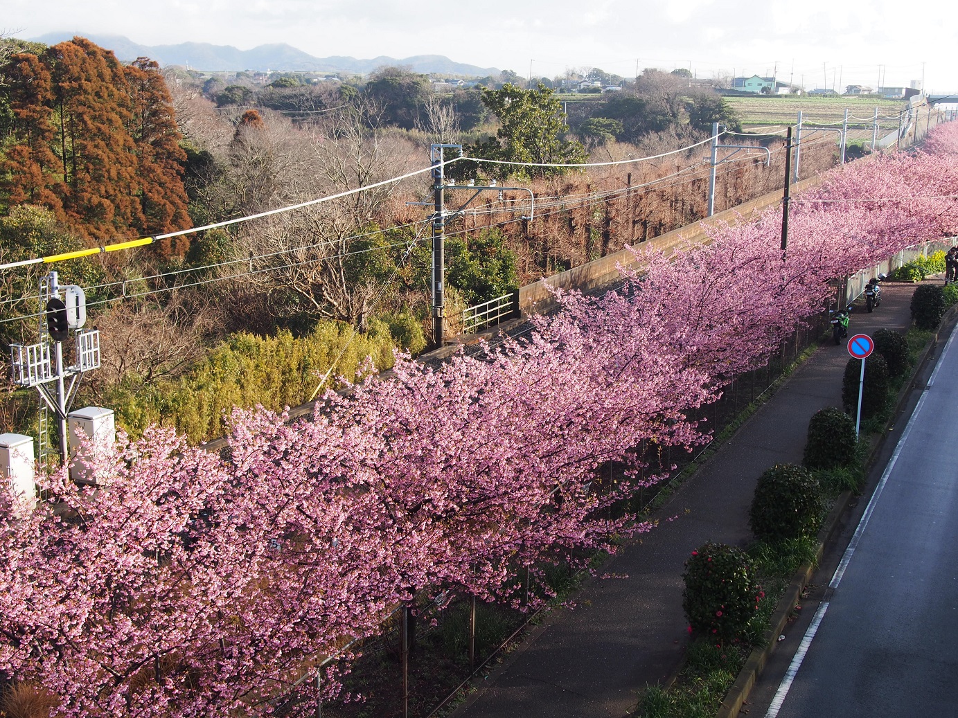 三浦海岸　河津桜