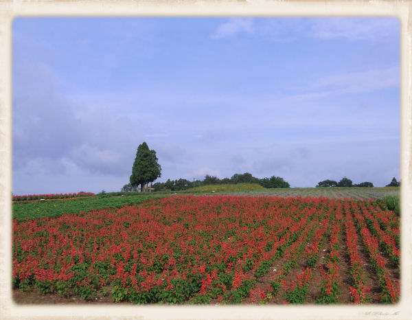 青山リゾート１