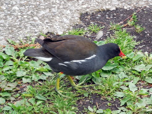 DSCN5548.JPG