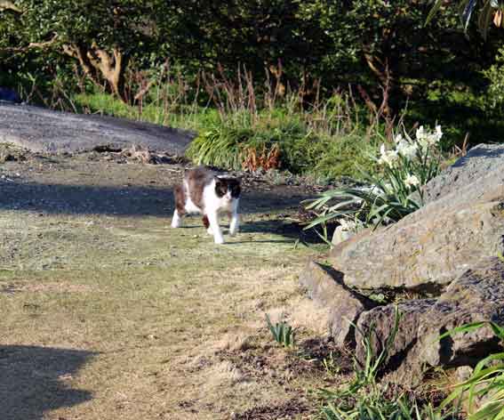 我が家のニャンコ♪2014/03/23-3