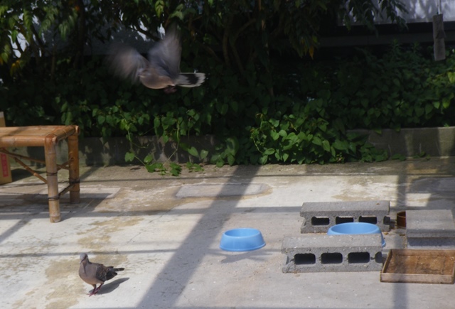 山鳩