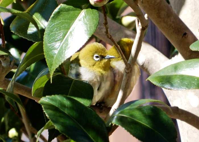 メジロとツバキ4