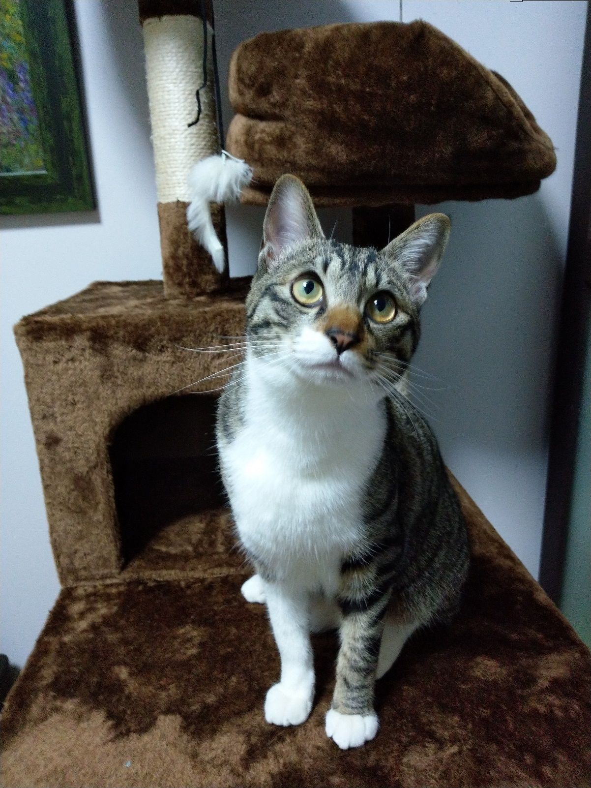 ケッケッケッケッケッ」と鳴く猫  キラリのブログ - 楽天ブログ