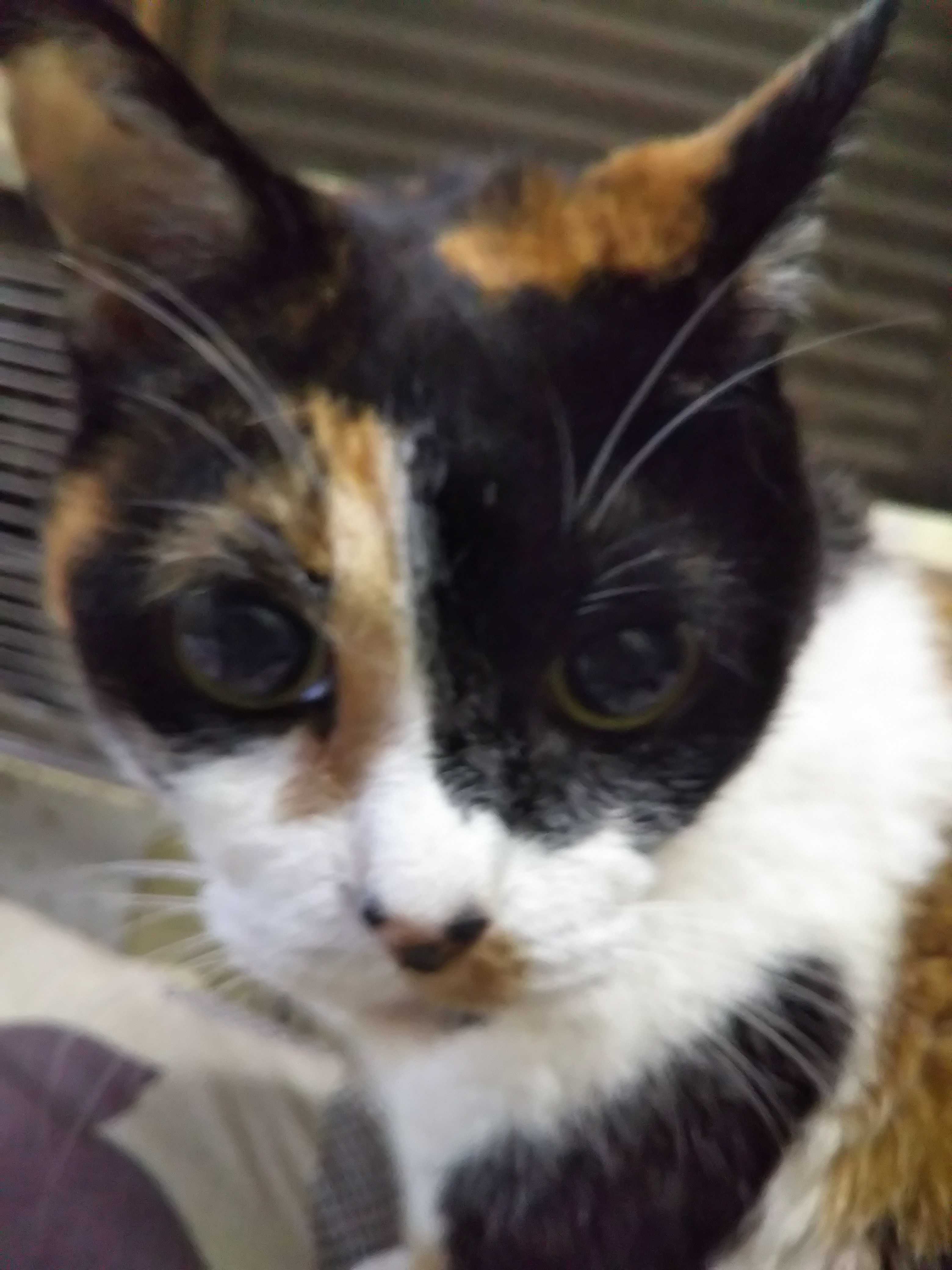 ねこ Nyaziland 楽天ブログ