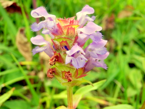 ウツボグサの花-2