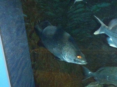 和歌山県立自然博物館2013年9月中旬12　アカメ（Lates japonicus）
