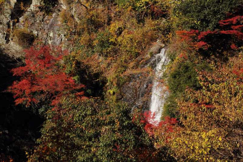 箕面公園_11-08.jpg