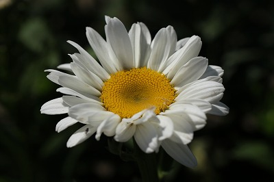 IMG_9203.jpg