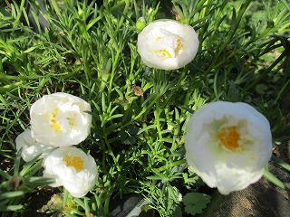 IMG_8171ss.jpg
