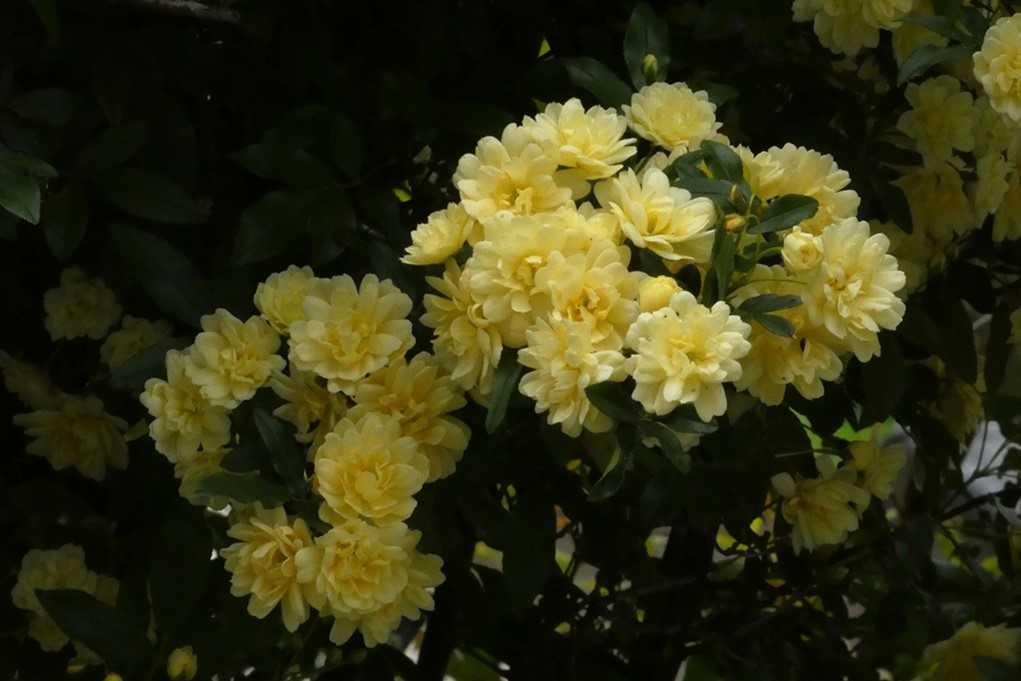 515