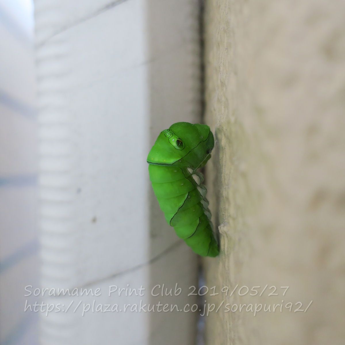 蛹になる前にもう一度脱皮するらしい…