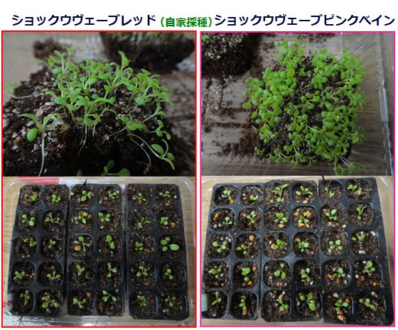 1月1日播種のペチュニアの移植