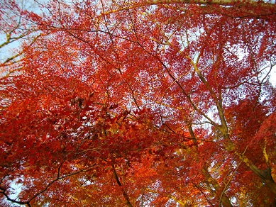 京都府立植物園