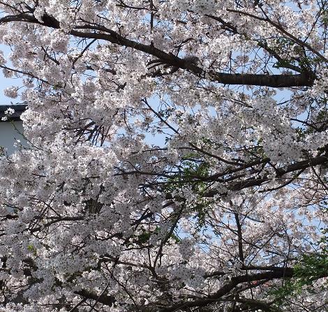 桜.JPG