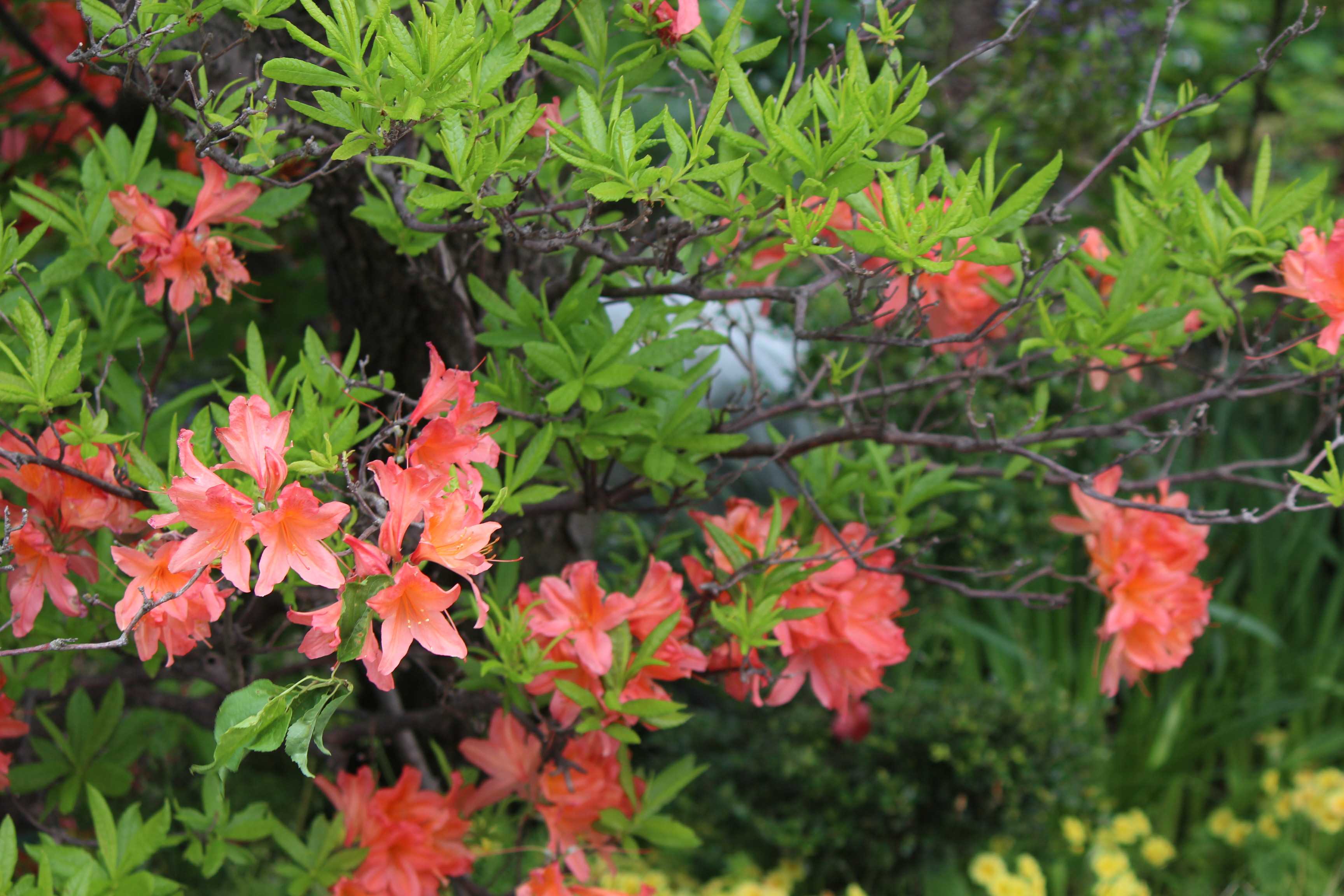 レンゲツツジ つれづれ日記 楽天ブログ