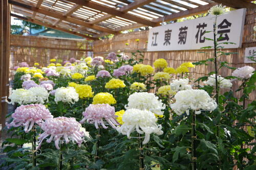 亀戸天神社 菊まつり