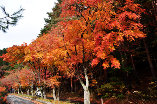 紅葉４