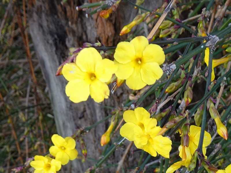 2月6日 今日の一花 オウバイ 黄梅 Gazengamaのブログ 散歩中に出合った花と趣味の陶芸作品 楽天ブログ