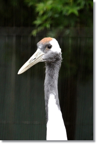 東京旅行-85 タンチョウヅル-1 13.10.5