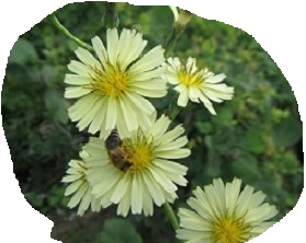 花４.jpg