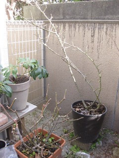 020-001.JPG