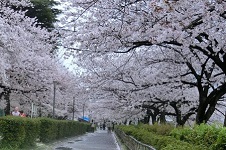 20150403同期会　桜.jpg