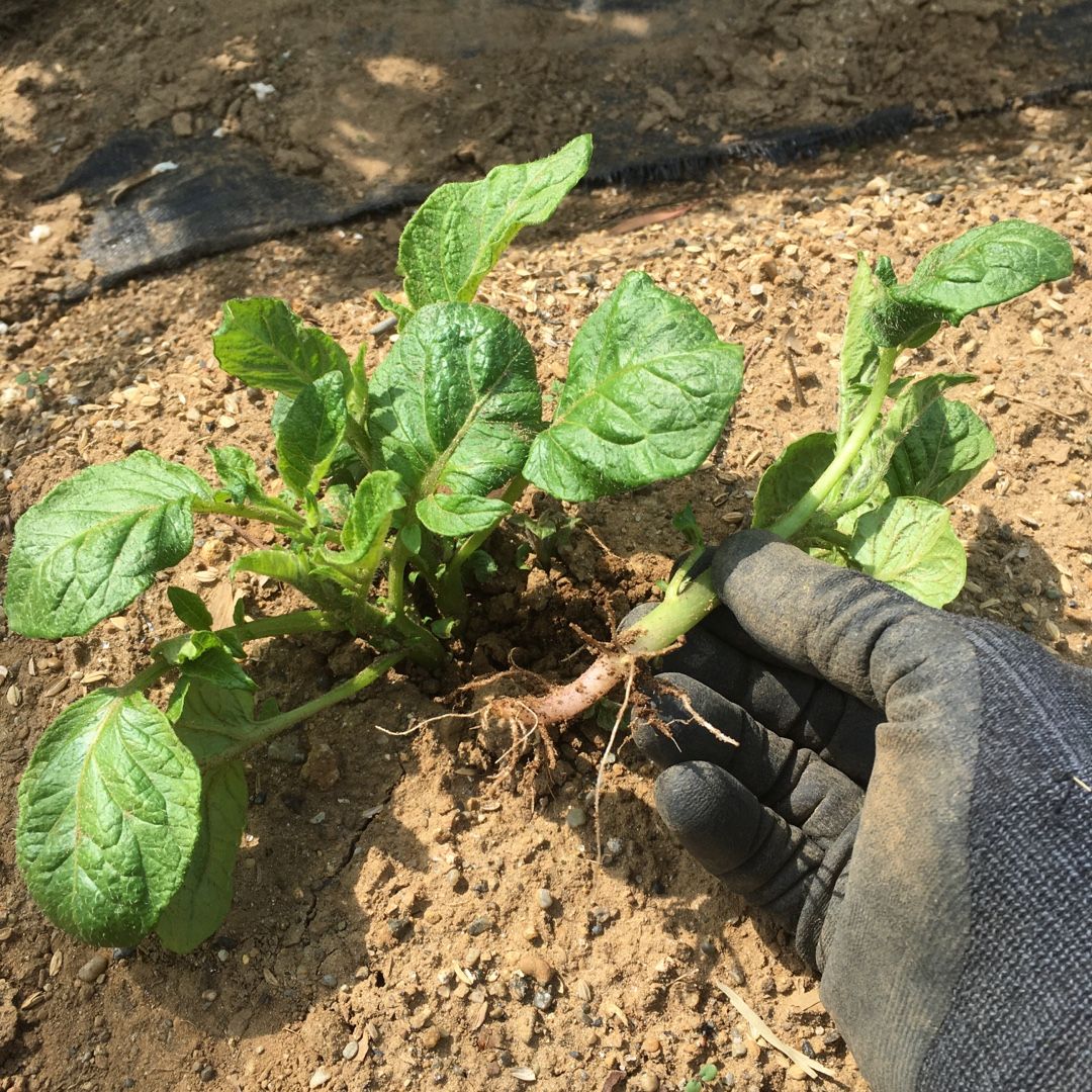 ジャガイモの芽かき 土寄せ 追肥 Futtutyの菜園ブログ 楽天ブログ