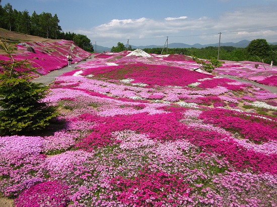 三島家の芝桜《芝ざくら》倶知安